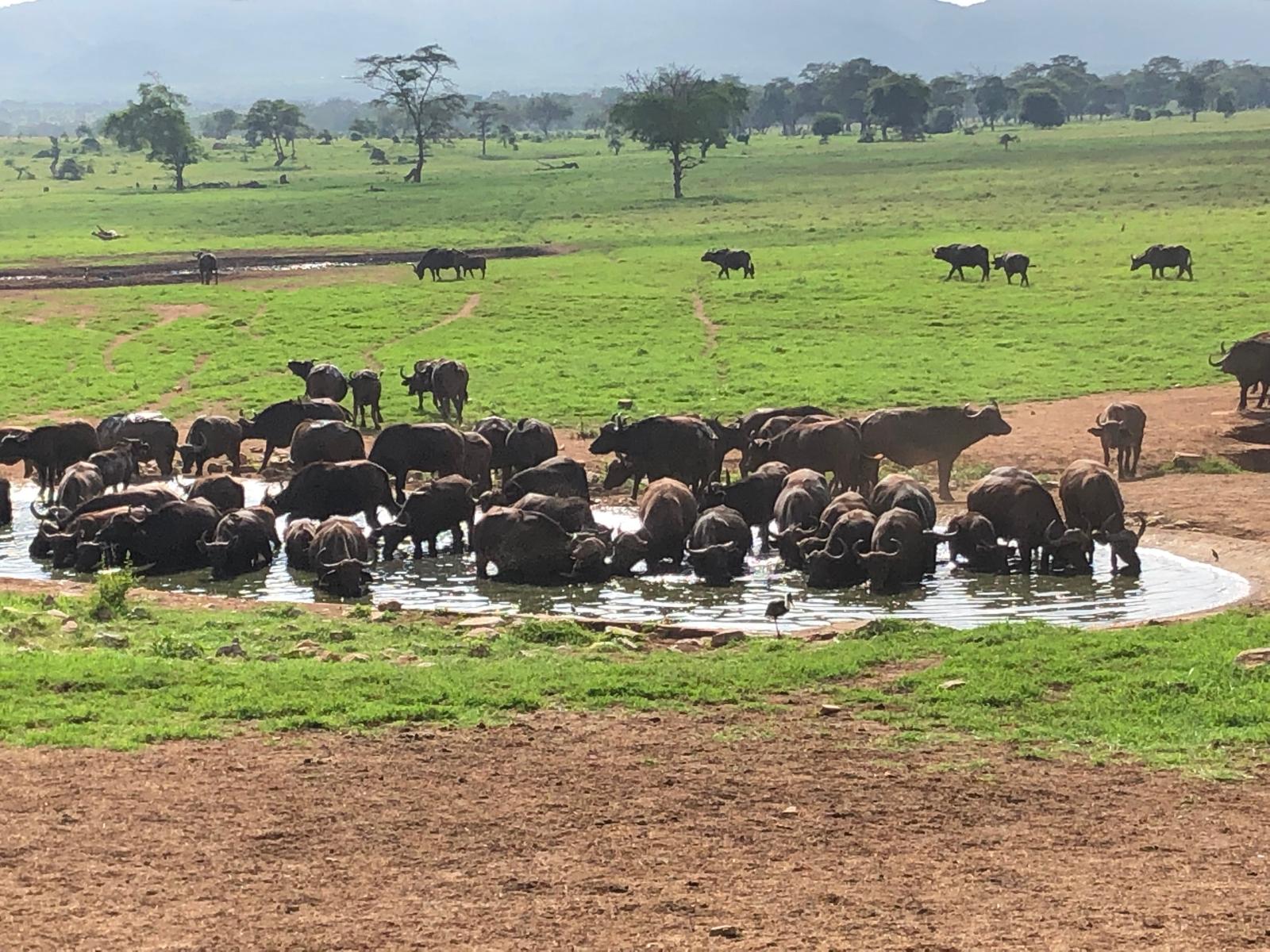 Taita Hills Bufali